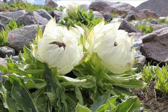 Saussurea Involucrata (Snow Lotus) Extract